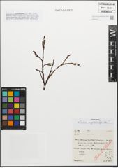 Foto von Salix myrsinifolia Salisb.